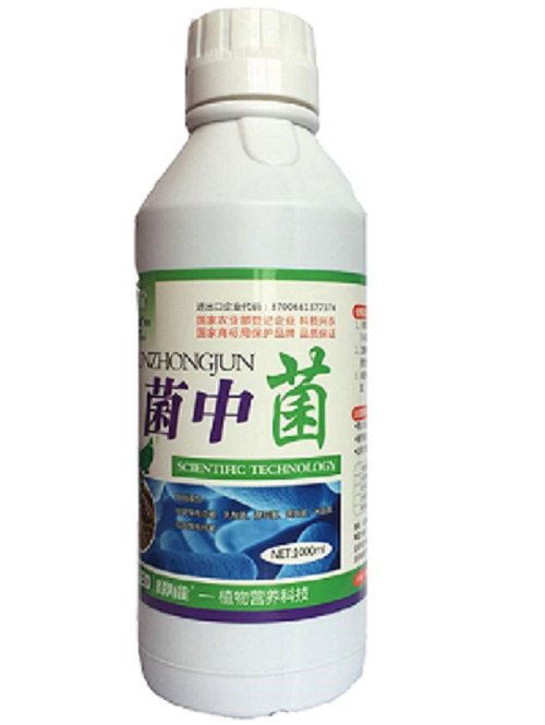 菌中菌.png