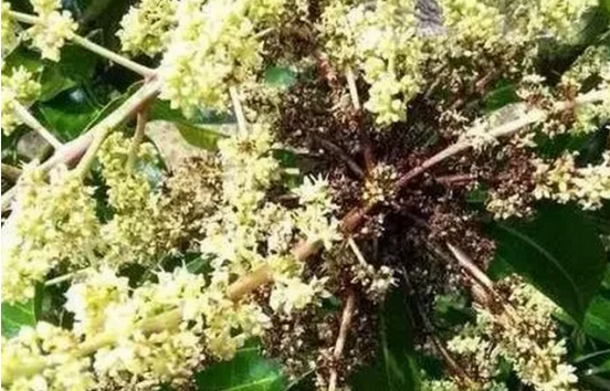 芒果花期2.png